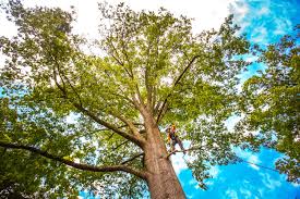 Why Choose Our Tree Removal Services in Norwalk, OH?